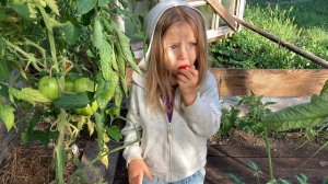 Томат «Черрипальчики» от Любови Мязиной. Отзыв