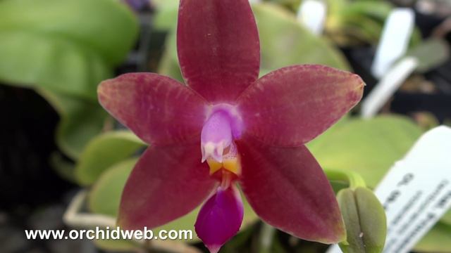 OrchidWeb - Phalaenopsis Princess Kaiulani (Dark Form)