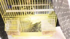 Уход за волнистым попугаем. УХОД и СОДЕРЖАНИЕ ВОЛНИСТЫХ ПОПУГАЕВ дома. КРАТКИЙ ОБЗОР