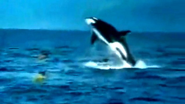 В мире диких животных