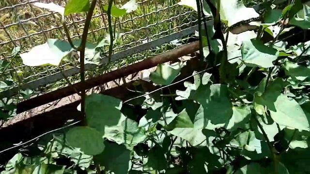 Сад, огород, цветы, Батат смотреть онлайн