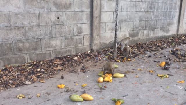 Обезьяны едят манго в Таиланде