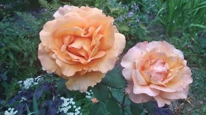 27. Роза Louis de Funes. Троянда Луї де Фюнес.