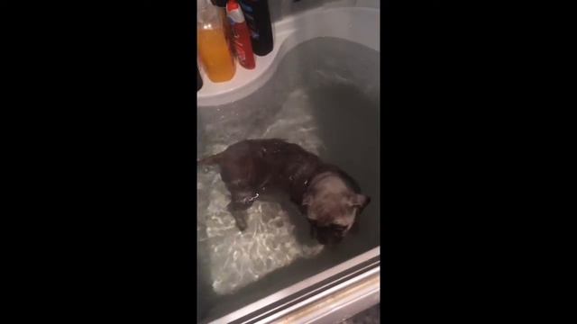 Мопс купается смотреть онлайн