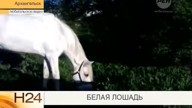 Белая лошадь смотреть онлайн