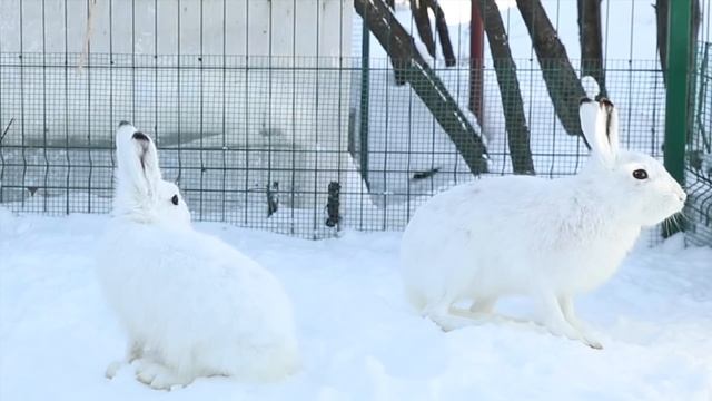Кнопа играет в снегу