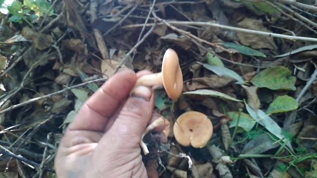 22 жовтня 2020 р. смотреть онлайн