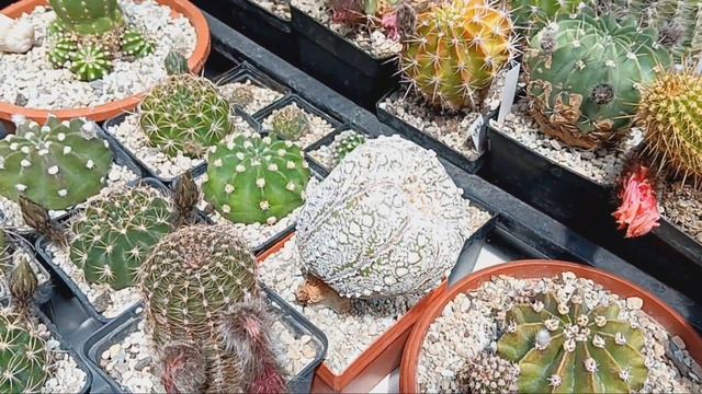 Обзор кактусов.Маммилярия.Копиапоа.Эхинопсисы.Лобивии.Астрофитумы. смотреть онлайн