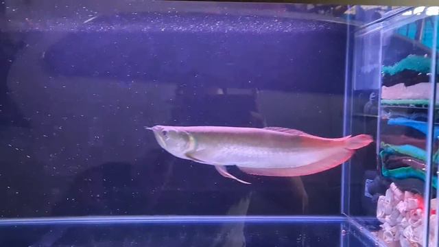 P and C silver 🤍🤍🤍 смотреть онлайн