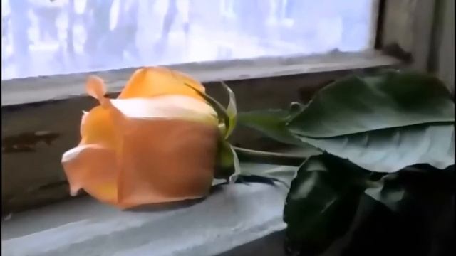 ГОЛУБОЕ ТАКСИ КАВЕР КЛИП под 7GUITARx2 REVERB исп А Лебедев Видео от 14 12 2021 г смотреть онлайн