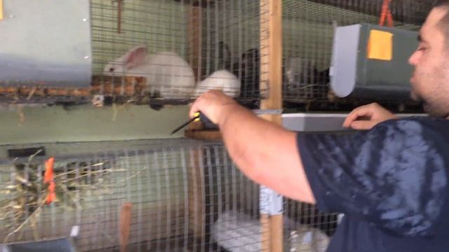 ПОДДОНЫ, УБОРКА КРОЛЬЧАТНИКА смотреть онлайн