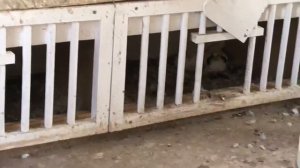 Голуби Гусь-Хрустальный, Владимир Шуралев