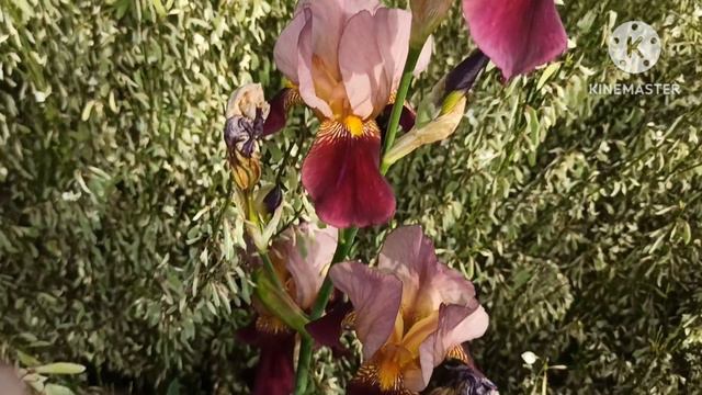 Марина Иванова.На глазах м@ш@нки,перед глазами Юля в нерве.Приходится спать в одной кроватке с Юлей смотреть онлайн