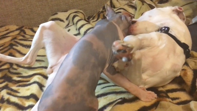 РЕДКИЙ окрас_ Собака ТОЙ ТЕРЬЕР и Кошка ДОНСКОЙ СФИНКС