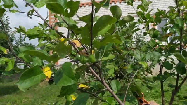 Летняя обрезка деревьев, на примере яблони и сливы. смотреть онлайн