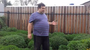 ОГРОМНЫЕ ШАРЫ КАК ВЫРАСТИТЬ ХРИЗАНТЕМЫ МУЛЬТИФЛОРА.