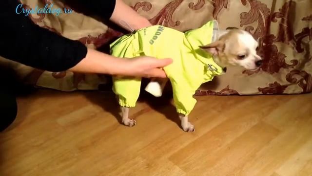 Дождевики для собак Puppy Angel (302 PA-OW) смотреть онлайн