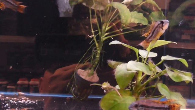 Аквариумная рыбка, Апистограмма какаду, Apistogramma cacatuoides смотреть онлайн