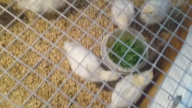 4.куры. Газон из пшеницы смотреть онлайн