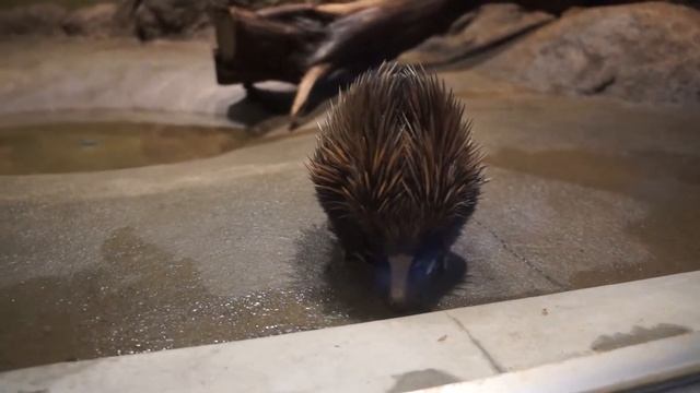 Echidna ехидна