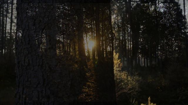 #forestsounds #meditation #relaxation Звуки леса  | Sounds Of The Forest | Forest Atmosphere