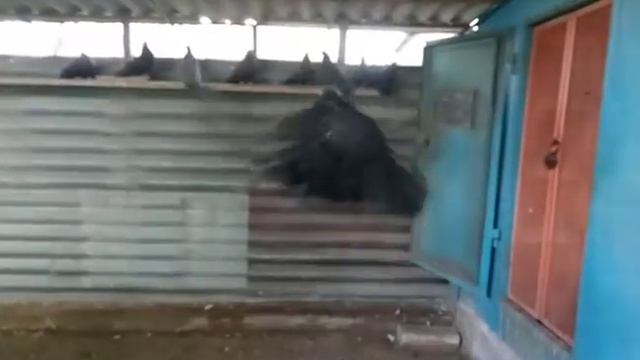 Николаевские черные смоляные белоглазые на племя г.Мариуполь п.Сартана смотреть онлайн