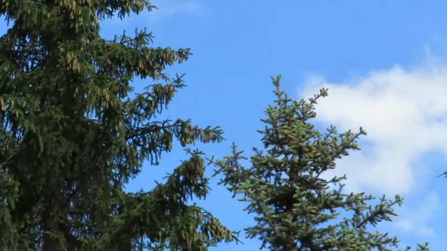 Хвойные с шишками(ёлки)Кемерово смотреть онлайн
