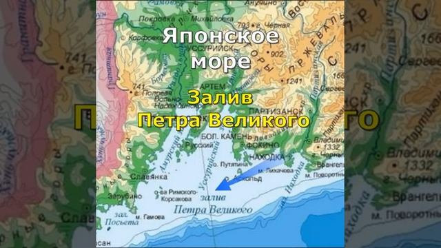 Дальневосточный морской заповедник // Японское море ?#Shorts смотреть онлайн