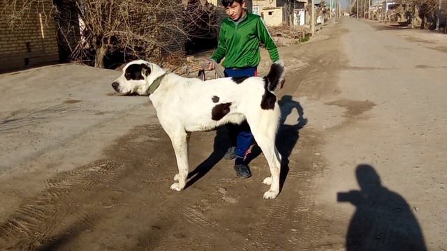 Топовый Алабай Мары Мухад Чакан Туркменский Волкодав/глаз радуется когда видишь таких чистых Алабае смотреть онлайн