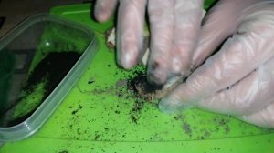 Размножение каллы деление клубня