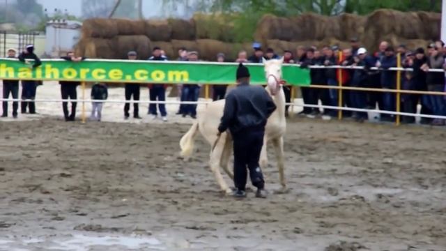 Ежегодная выставка аукцион лошадей карачаевской породы смотреть онлайн