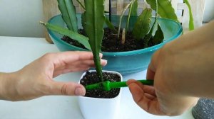 ?Размножение эпифиллума.  Как укоренить отростки кактуса