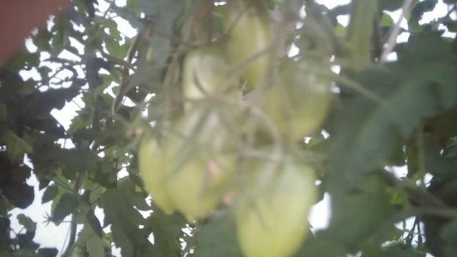 Обзор томатов. Новый кеникгсберг ораневый.mp4 смотреть онлайн
