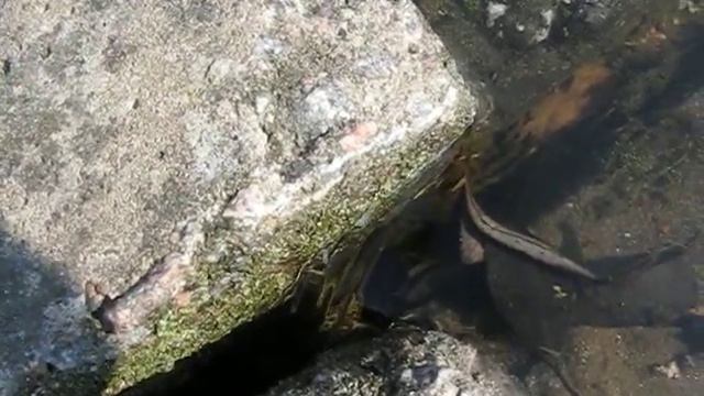 Весенняя музыка смотреть онлайн