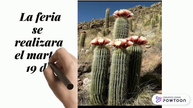 PASACANA смотреть онлайн