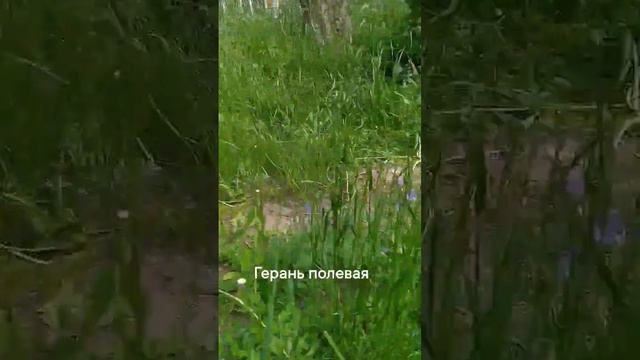 Герань полевая смотреть онлайн