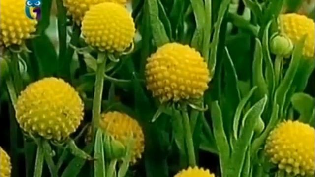 Цефалофора (Цефалофора ароматная) смотреть онлайн