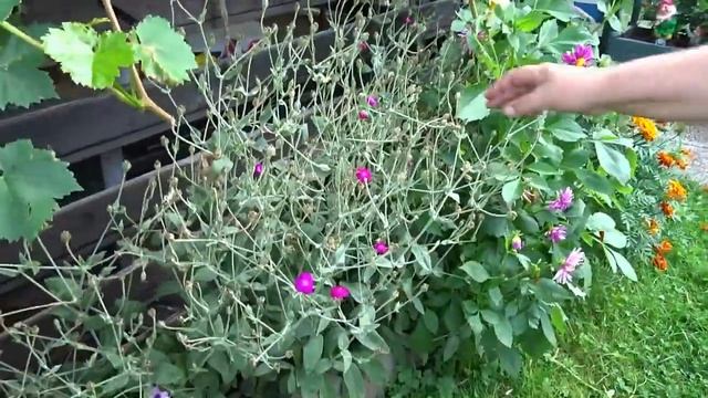 Что у нас случилось/ Дача спустя три недели? смотреть онлайн