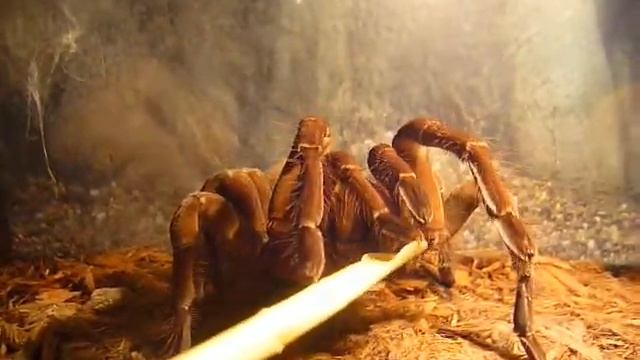 theraphosa blondi... смотреть онлайн