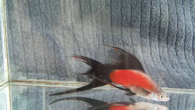 DSCF9845  - АДА вильчатый самец