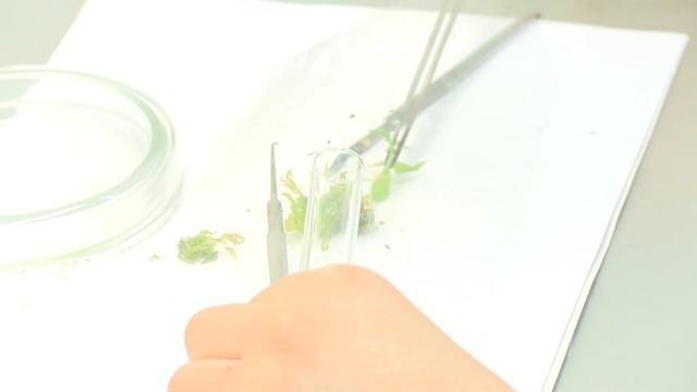 Чудо помидоры смотреть онлайн