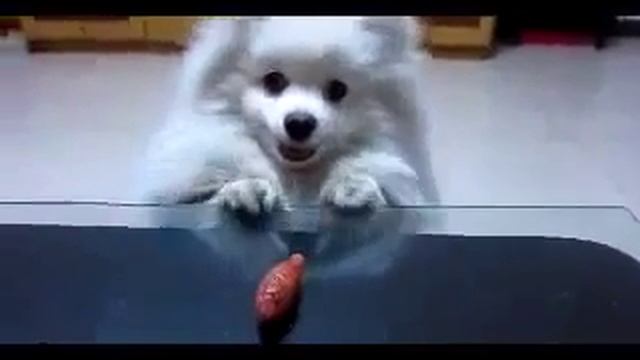 Собачка с короткими лапками Cute little doggie = смотреть онлайн