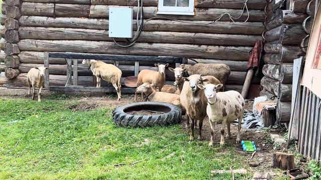 На автодоме по России. 2 часть. Архангельская область. Кенозерье. VANLIFE смотреть онлайн