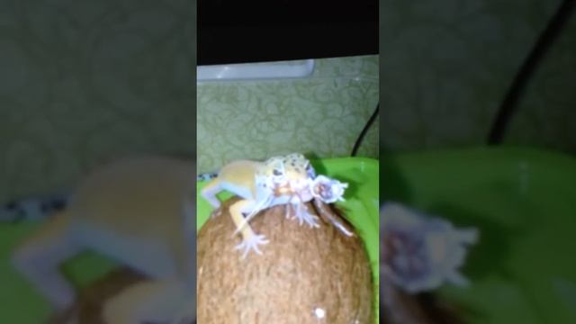 Леопардовый Эублефар ест таракана смотреть онлайн