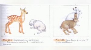 Краткий пересказ §52 Размножение млекопитающих. Годовой жизненный цикл. Биология 7 Константинова