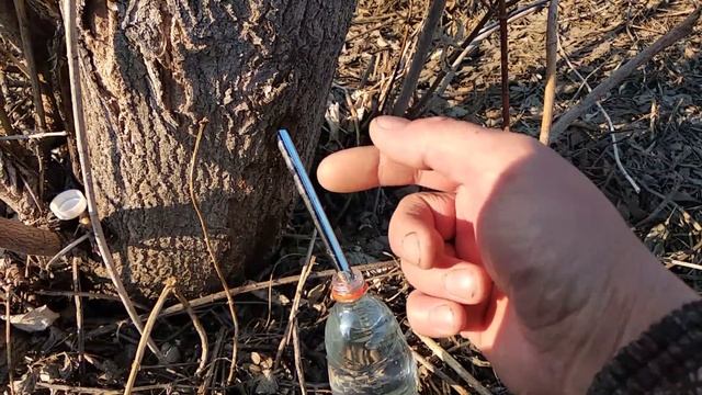 Кленовый сок! Лучший способ сбора. смотреть онлайн
