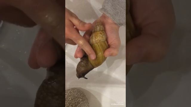 Как помыть улитку