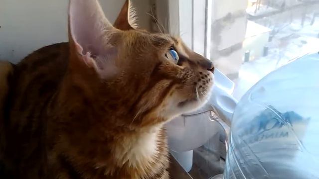 Бенгальский кот разговаривает смотреть онлайн