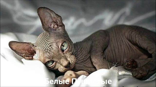 КАНАДСКИЙ СФИНКС?/Кошки/Животные/Интересные факты смотреть онлайн