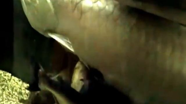 Красивые рыбки. Харьковский зоопарк. Часть 2. смотреть онлайн